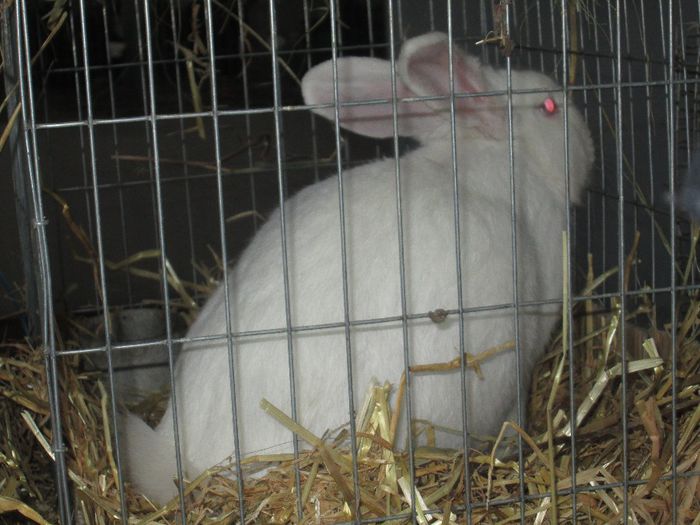 IMG_0860 - iepuri mei in expo odorheiu sec 2014