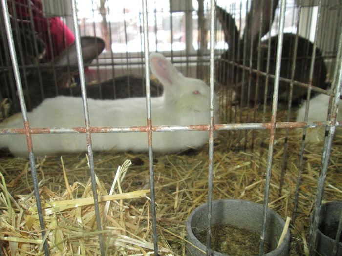 IMG_0844 - iepuri mei in expo odorheiu sec 2014