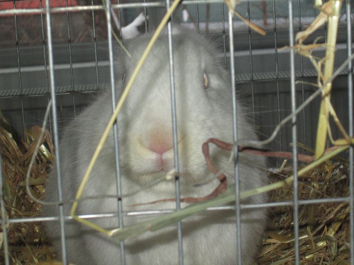 IMG_0868 - iepuri mei in expo odorheiu sec 2014