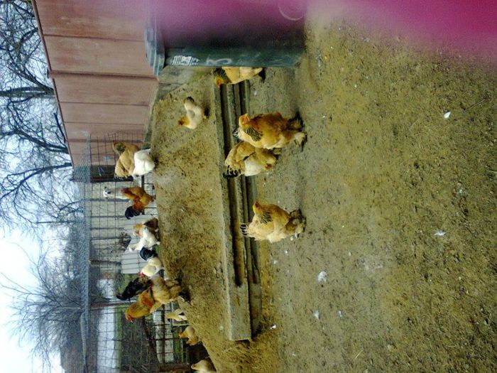 1661986_660114837361166_583551705_n (1)