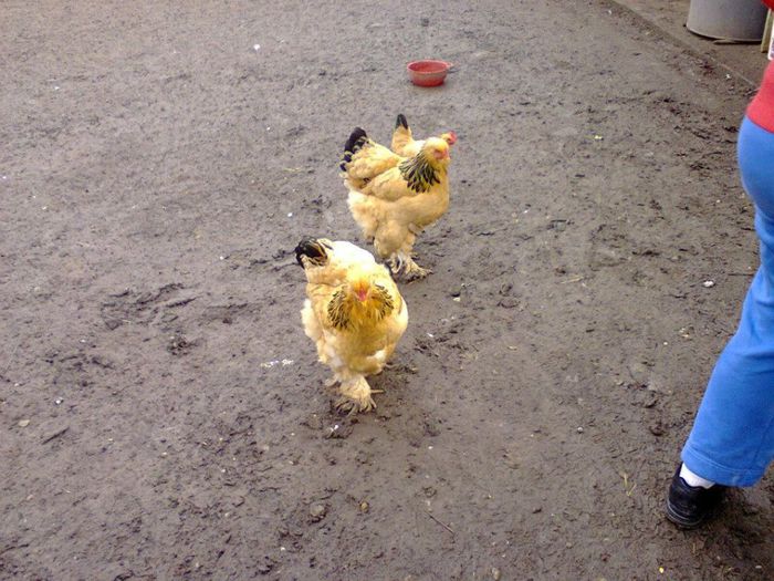 1888641_660114914027825_1977494671_n