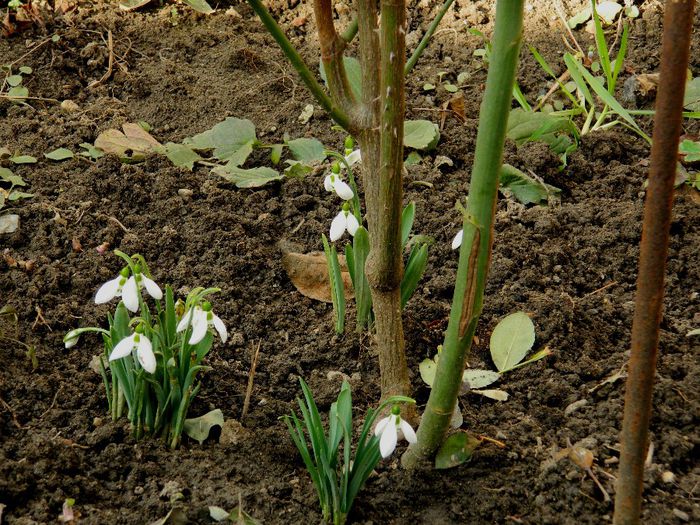 DSCN1790 februarie 9