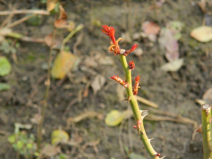 DSCN1820 - FEBRUARIE 2014