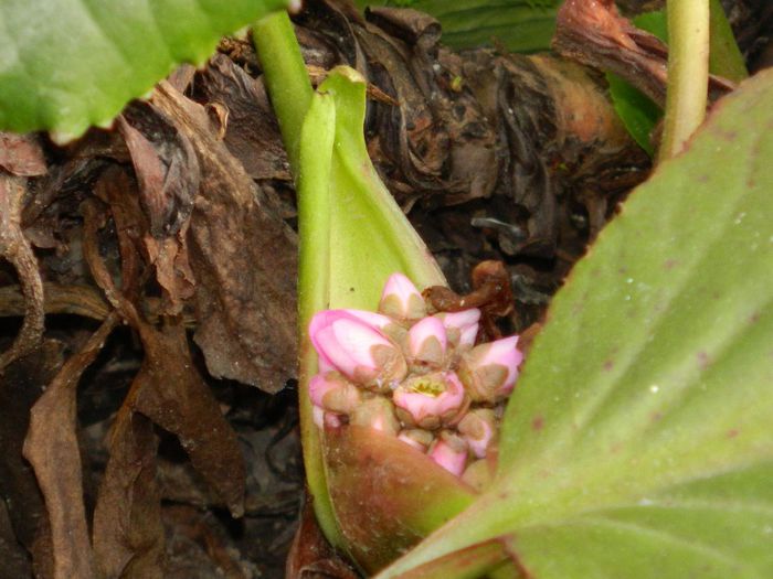 DSCN1826 bergenia