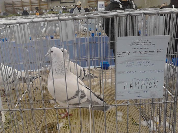 IMG_20140209_095708_0 - expozitie Craiova - Cibinul  Sibiu 2014