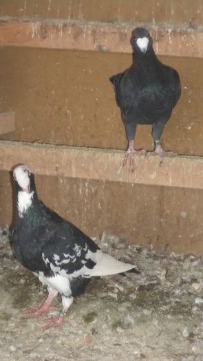 frati din seri diferite 2013 masc.