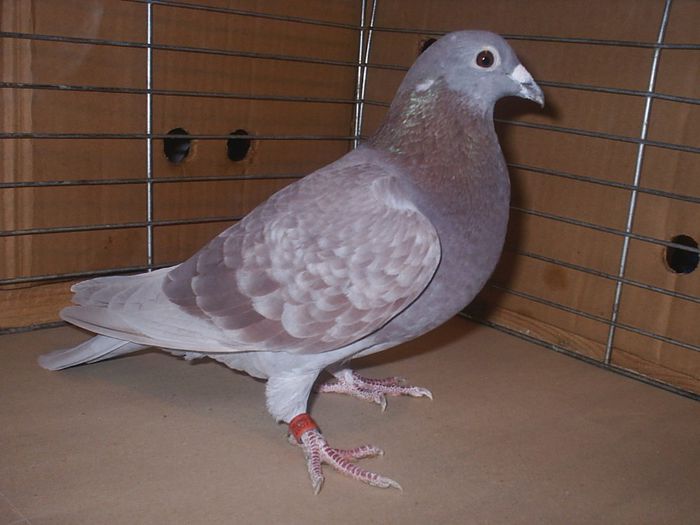 2014.02.09 - My Pigeons