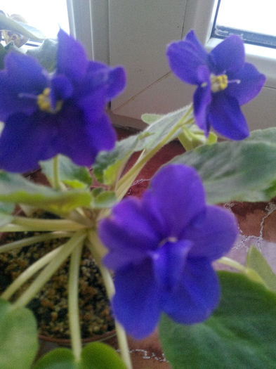 IMG_20140209_164941; Kosmicesk Legenda
