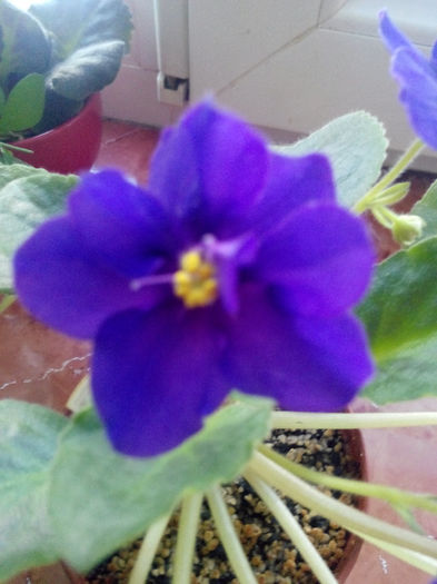 IMG_20140209_165014; Kosmicesk Legenda
