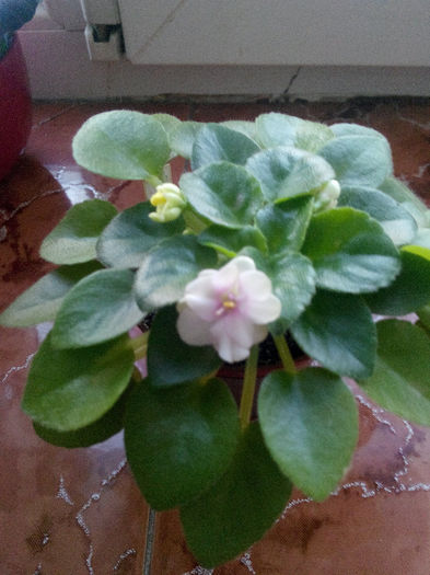 IMG_20140209_165056; Green Dragon
