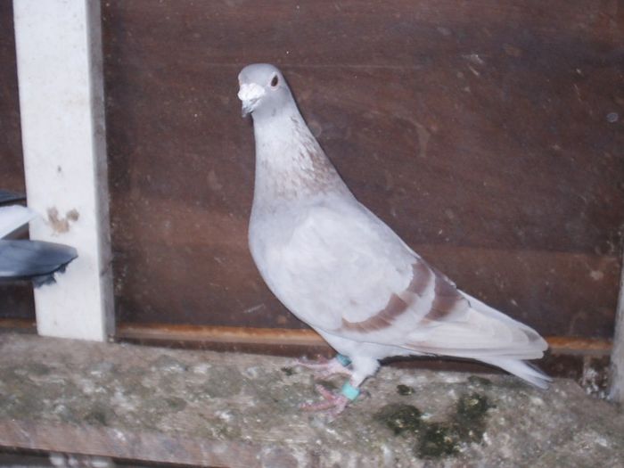 2014.02.09. - My Pigeons
