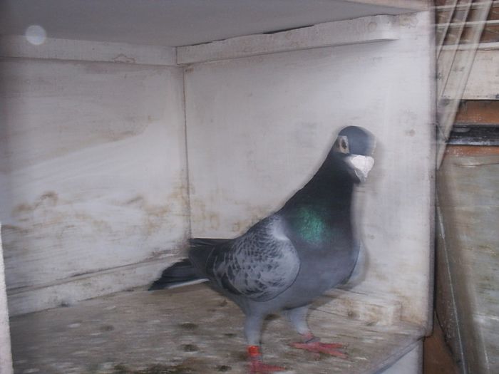 2014 02 09 - My Pigeons