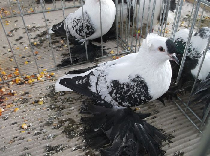 DSCF5981 - expo turda 09-02-2014