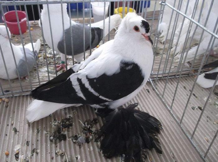 DSCF5982 - expo turda 09-02-2014