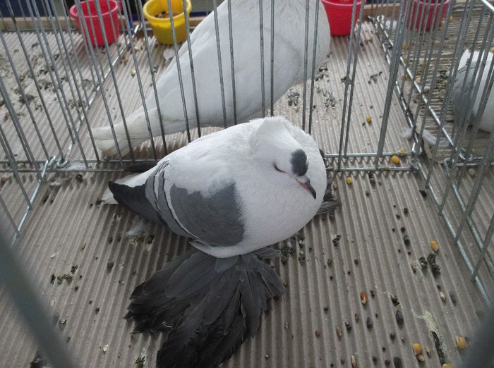 DSCF5983 - expo turda 09-02-2014