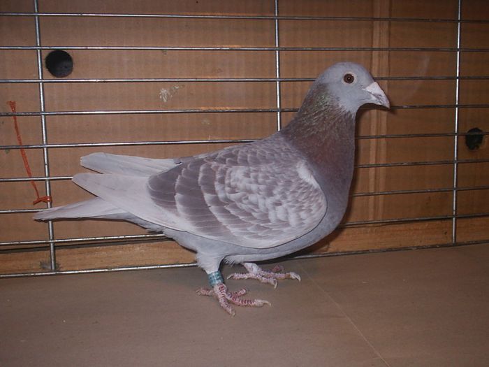2014 02 09 - My Pigeons