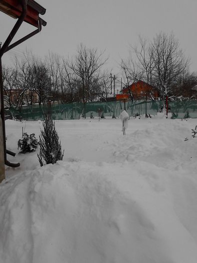 IMG_20140130_123545 - Iarna lui 2014