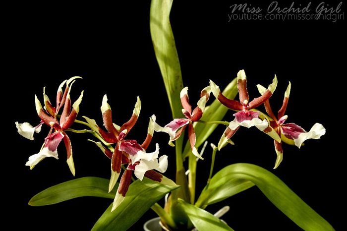 Aliceara (Beallara) Eurostar; Parfumata - condimentat, piperat
