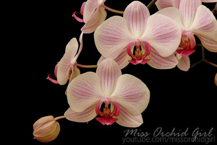 Phalaenopsis Hybrid