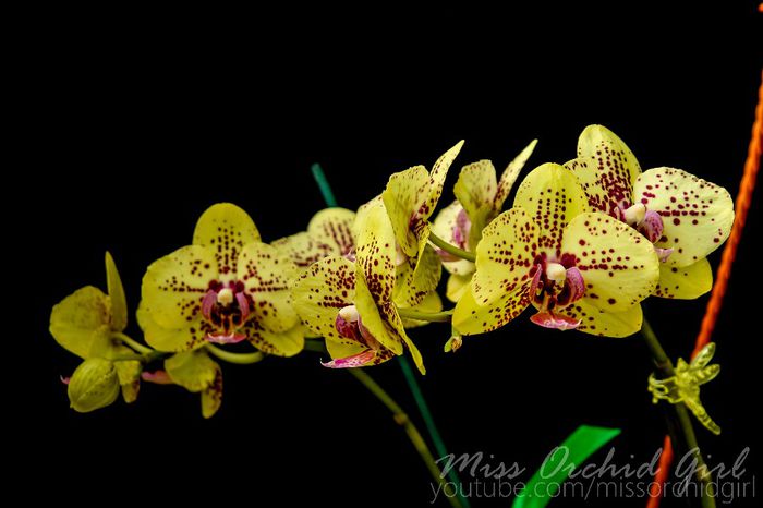 Phalaenopsis Hybrid