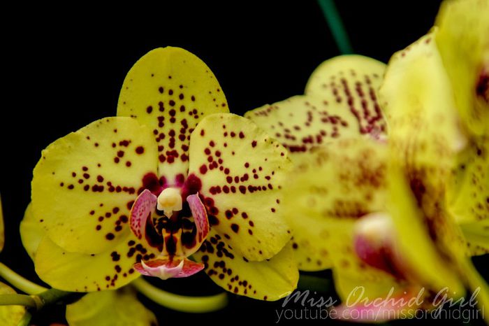 Phalaenopsis Hybrid