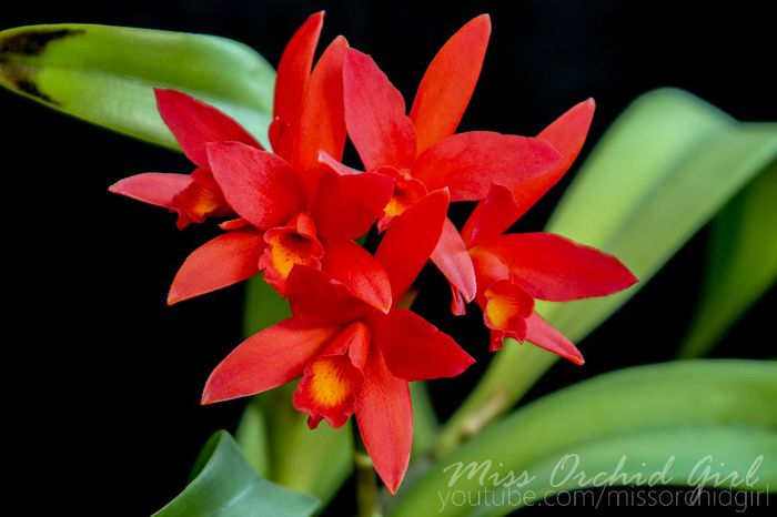 Cattlianthe (Lc.) Rojo