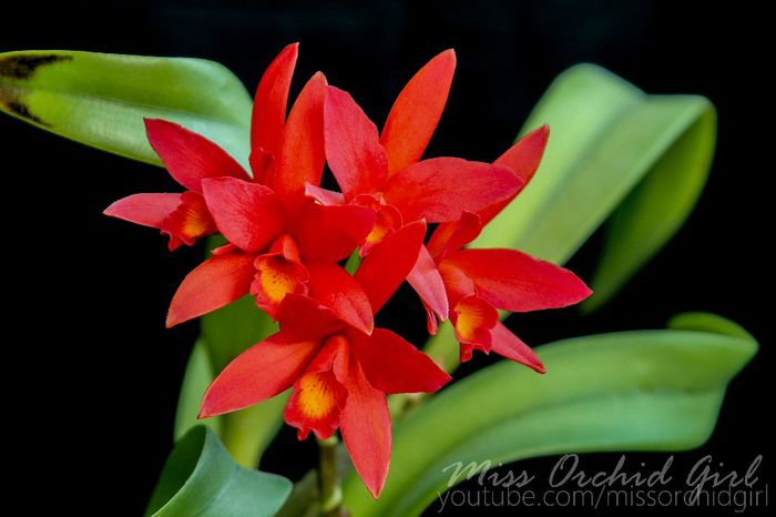 Cattlianthe (Lc.) Rojo