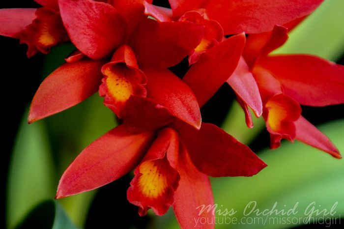 Cattlianthe (Lc.) Rojo