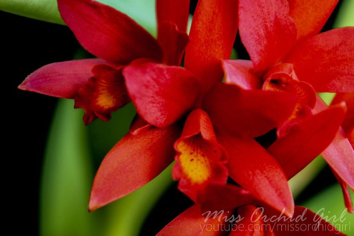 Cattlianthe (Lc.) Rojo