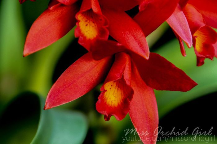 Cattlianthe (Lc.) Rojo