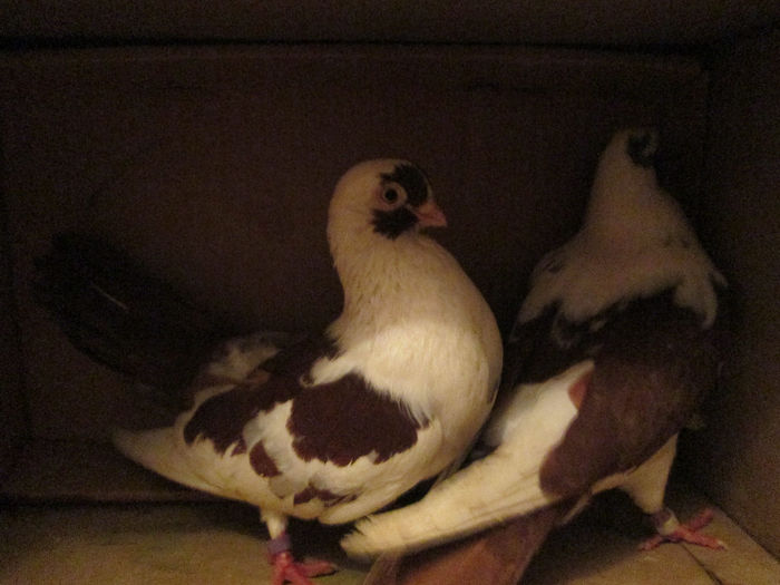 mascati  de  braila 1