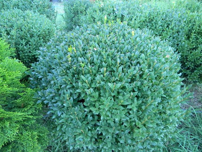 fotooo 049 - buxus forma rotunda