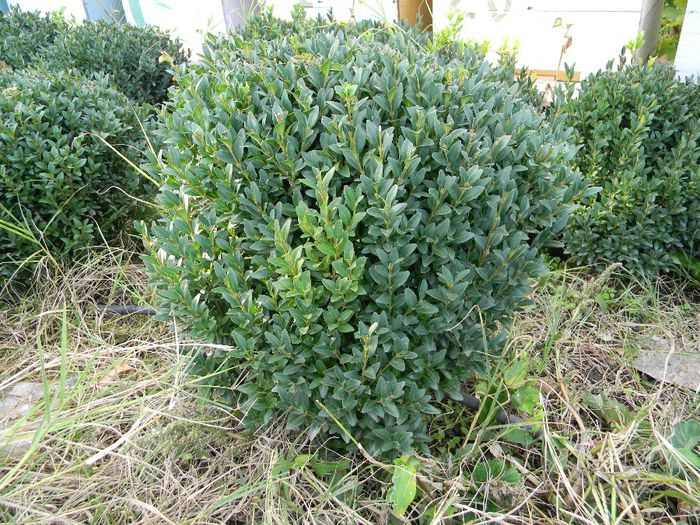 fotooo 286 - buxus forma rotunda