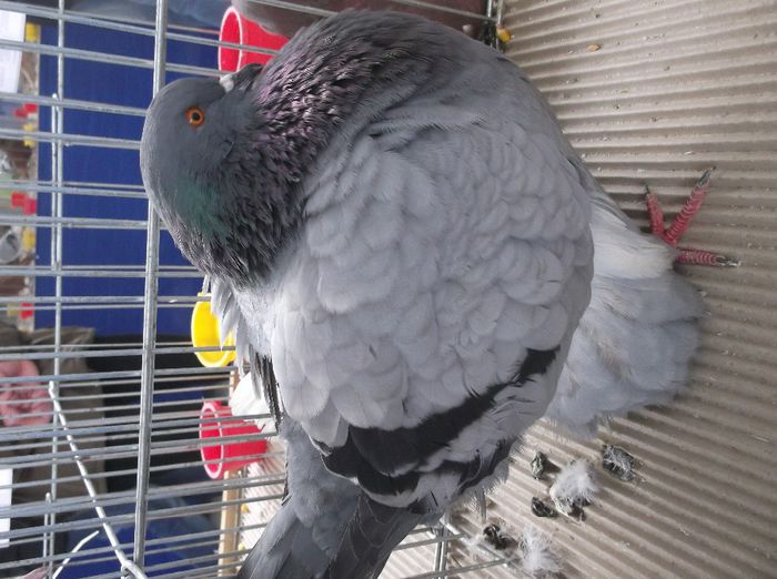 DSCF5986 - expo turda 09-02-2014