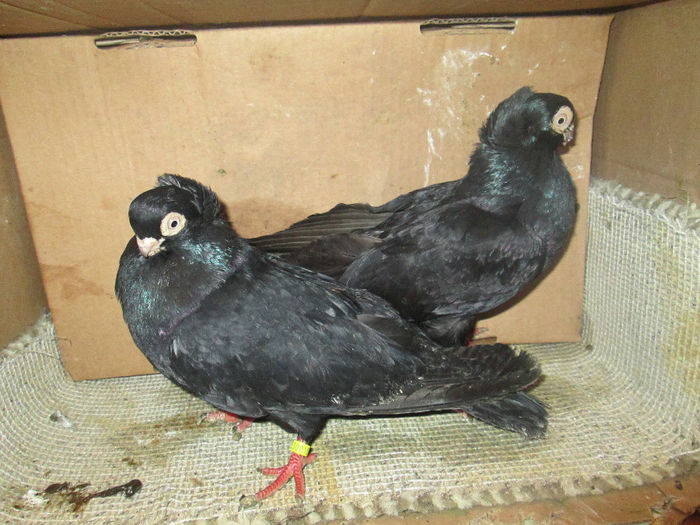 jjucatori  de  constanta