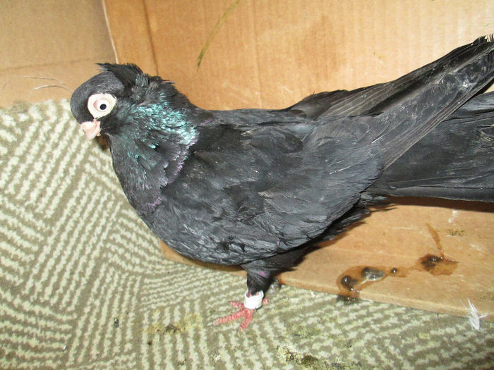 jucator  de  constanta    M