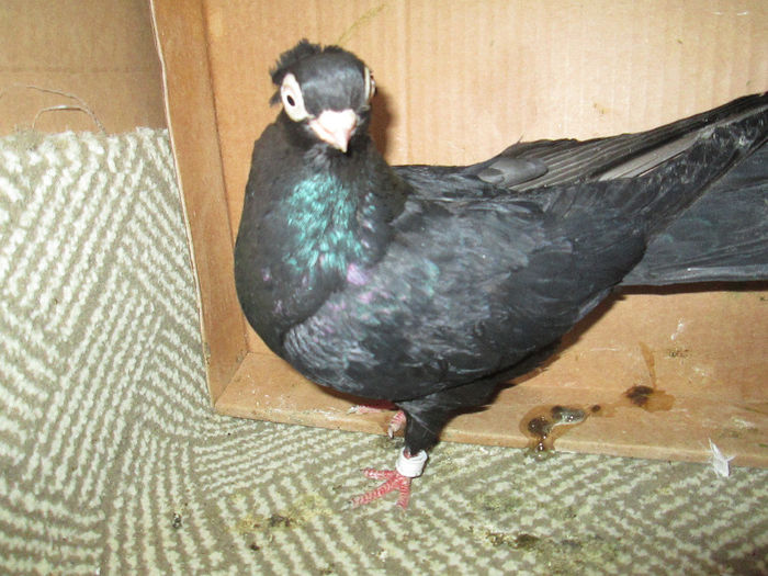 jucator  de  constanta F