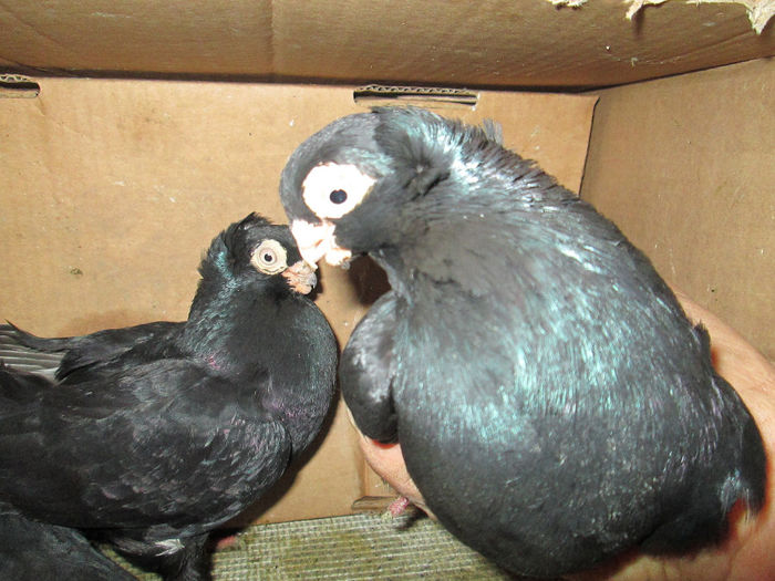 jucatori  ct pereche