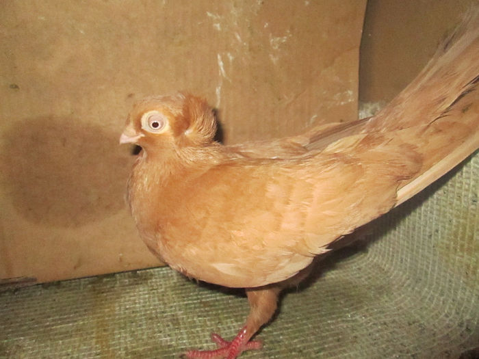 jucatori  de  constanta    F