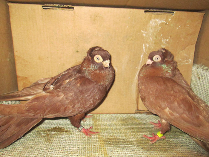 jucatori  de  constanta  rosii