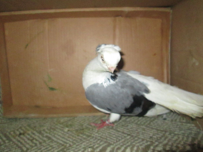 jucatori  de  constanta  vioriu