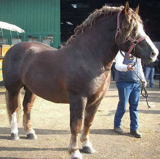HeavyDraft - Alta pasiune CAIII