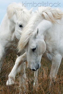 KimballStock_HOR-01-KH0017-01