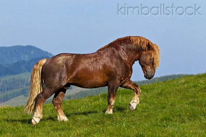 KimballStock_HOR-01-KH0211-01