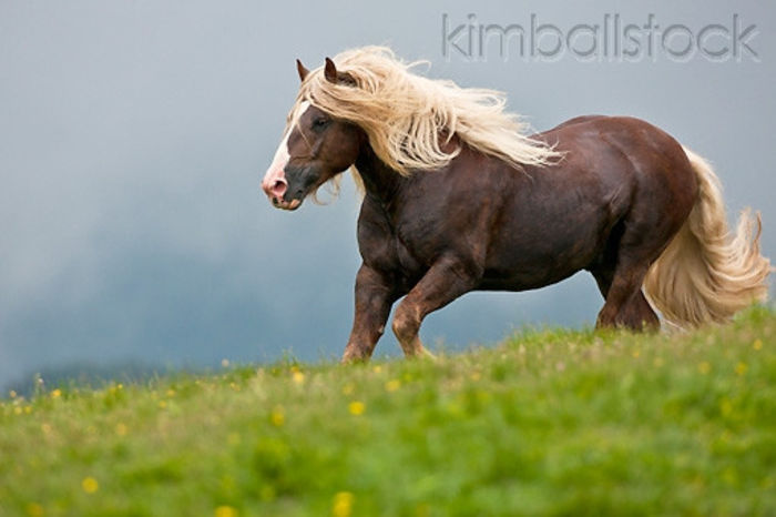 KimballStock_HOR-01-KH0214-01