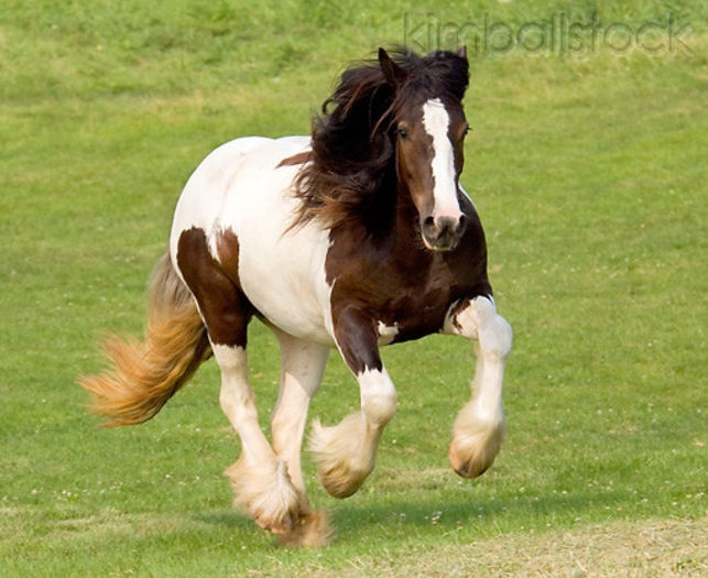 KimballStock_HOR-01-MB0010-01