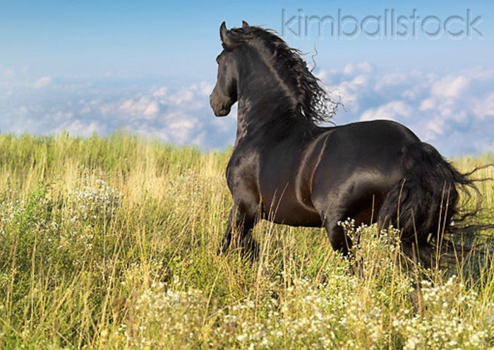 KimballStock_HOR-01-MB0144-01 - Alta pasiune CAIII