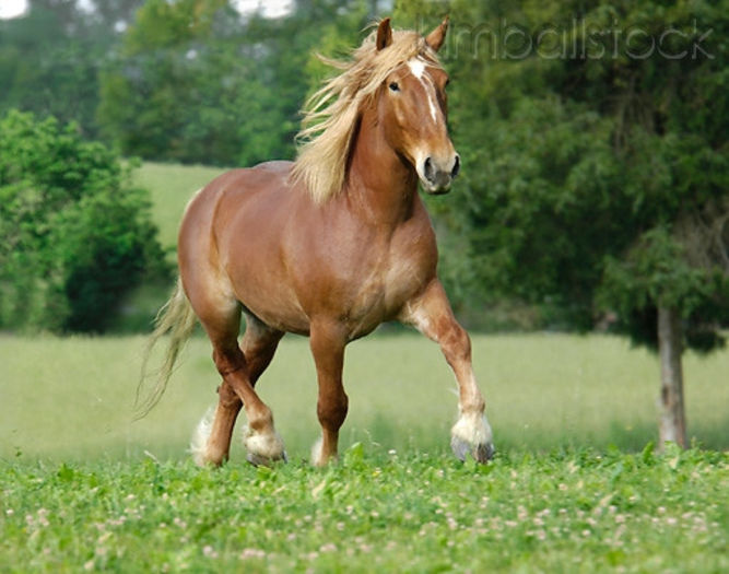 KimballStock_HOR-01-MB0159-01