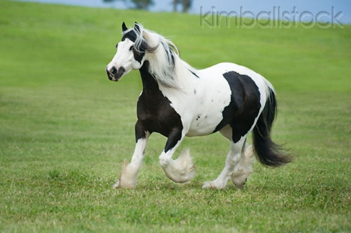 KimballStock_HOR-01-MB0261-01