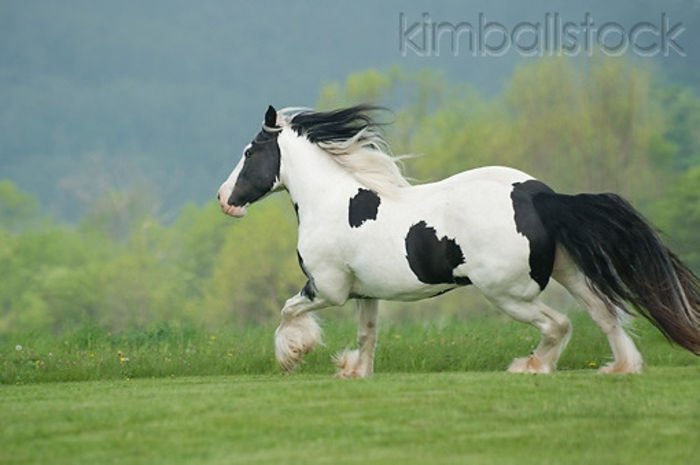 KimballStock_HOR-01-MB0263-01